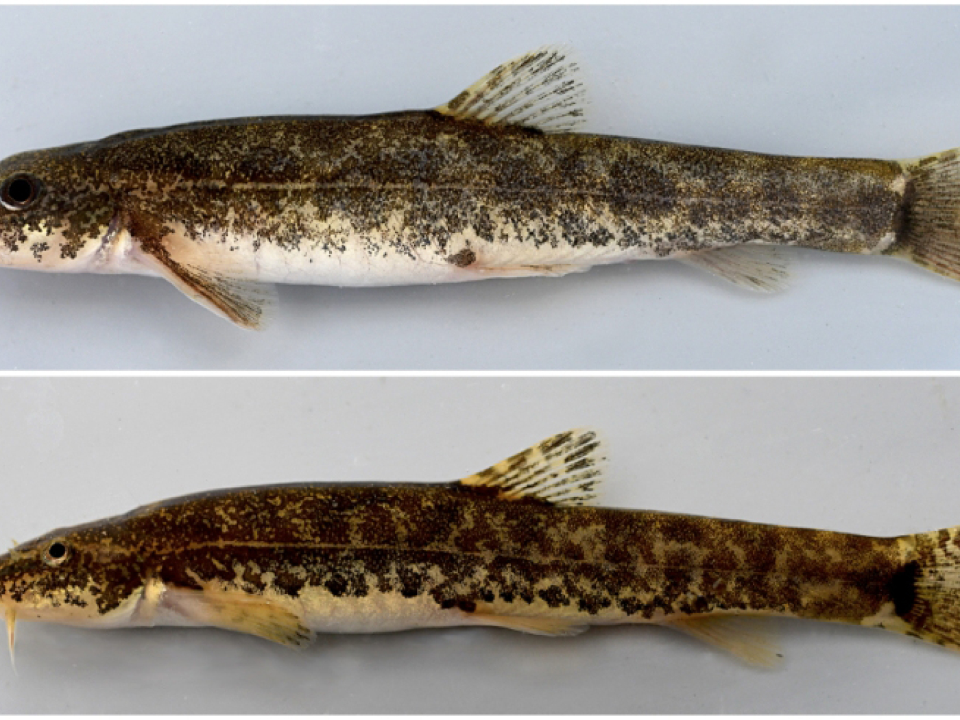 Population can help decide the names of new Swiss fish species