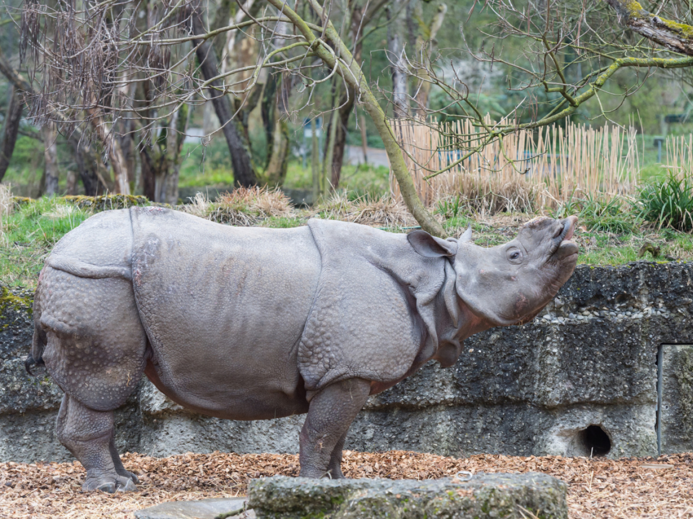 Man breaks into rhino enclosure at Basel Zoo