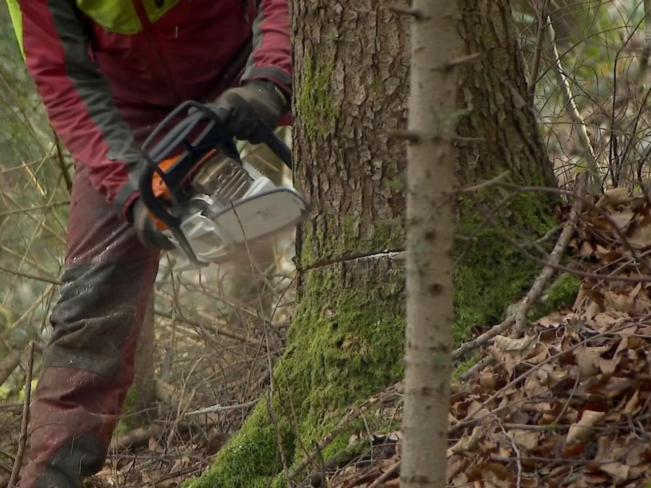 The sound of sawing can be heard from afar. This disturbs those seeking relaxation and those who want to protect the forest trees.