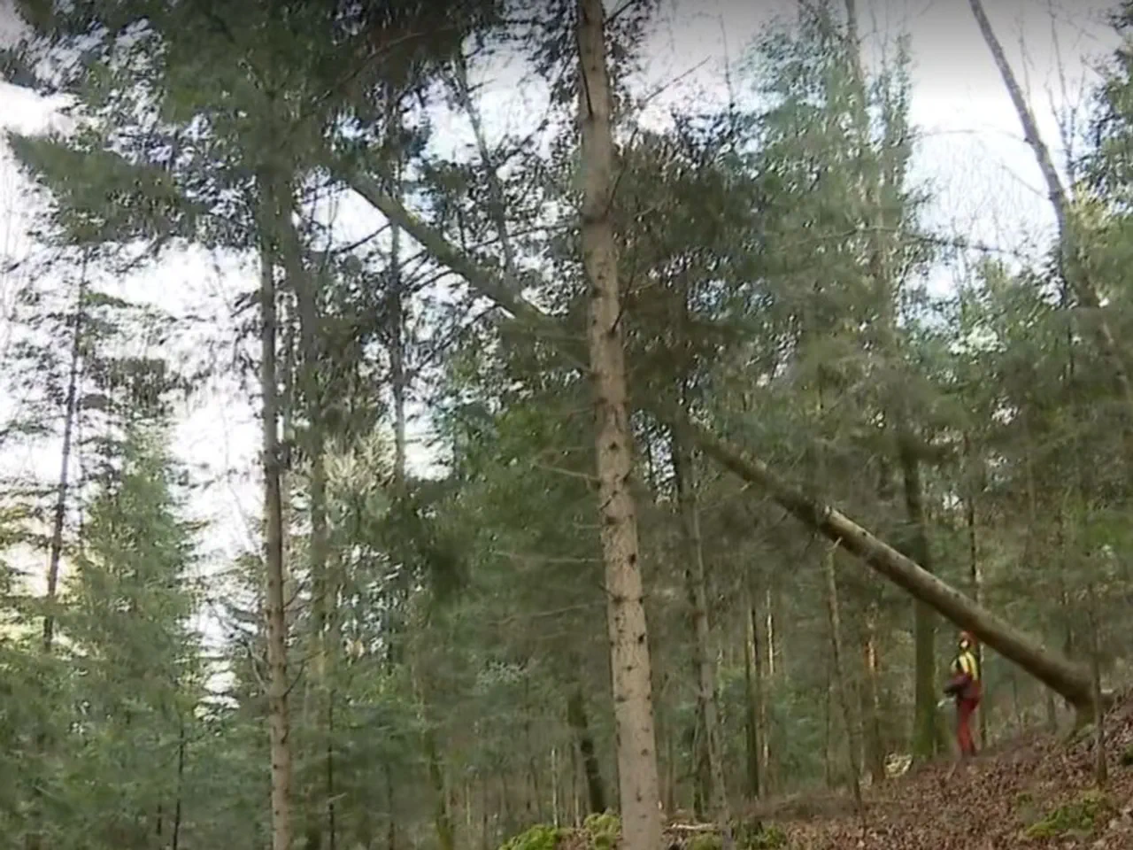 When foresters fell trees, they often do so to maintain the forest. However, many walkers and forest lovers do not realise this. They intervene when trees are felled.