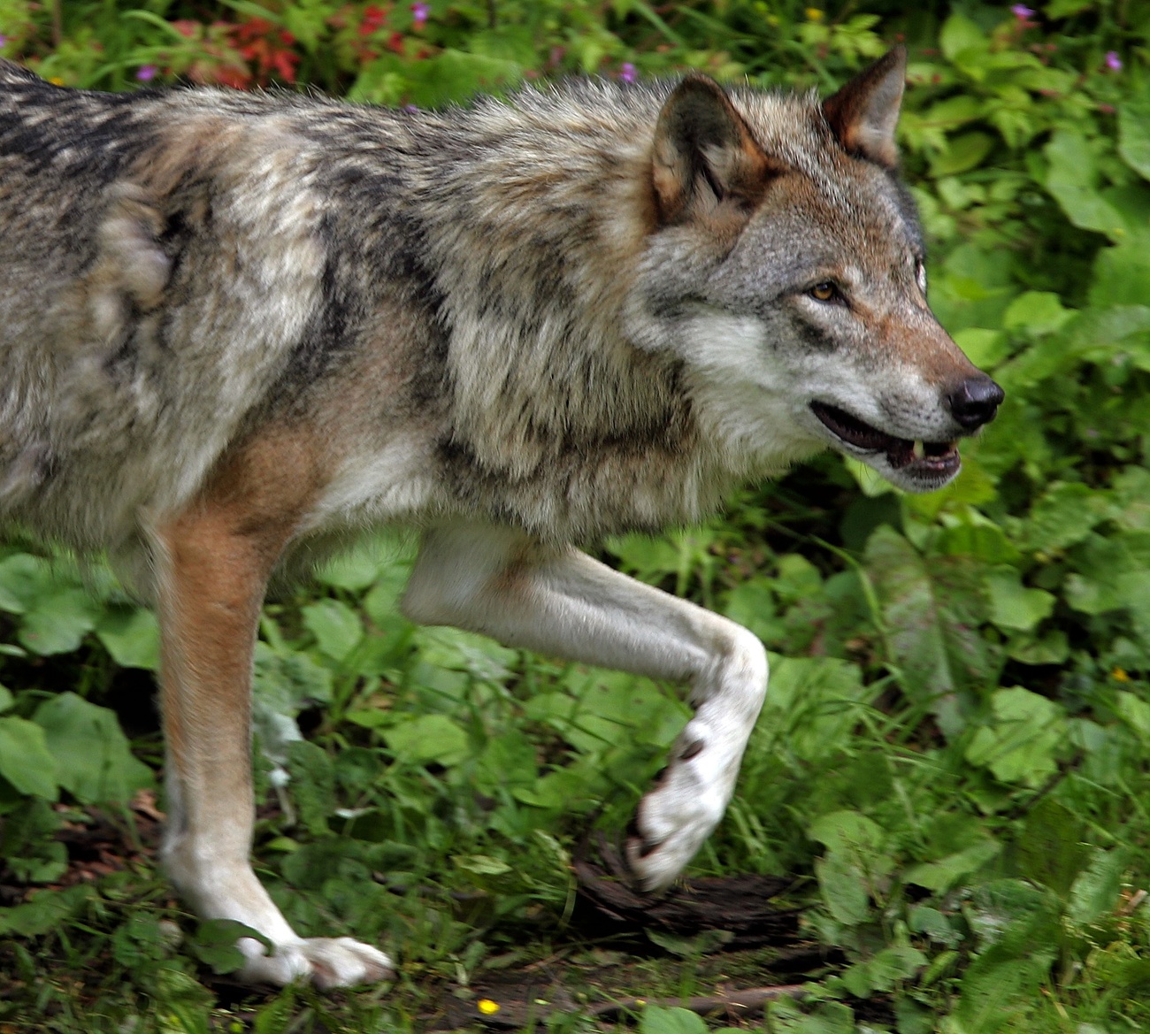 European wolf