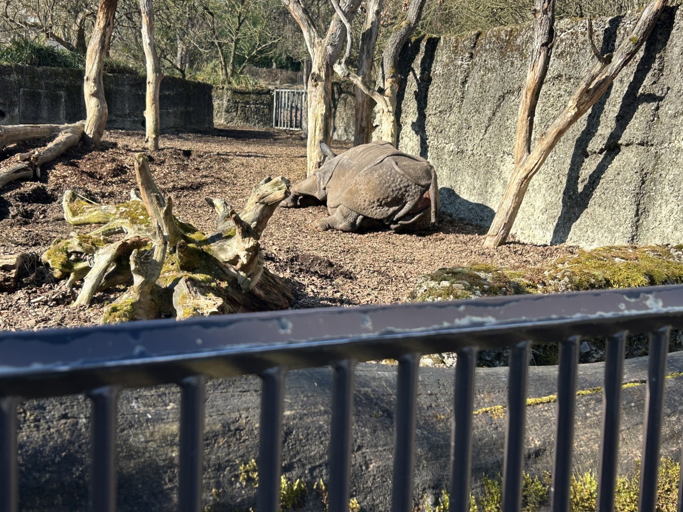 Basel Zoo no longer wants to present itself with caged enclosures