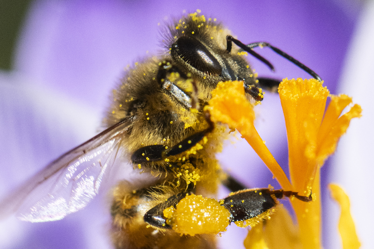 biene auf einer blüte