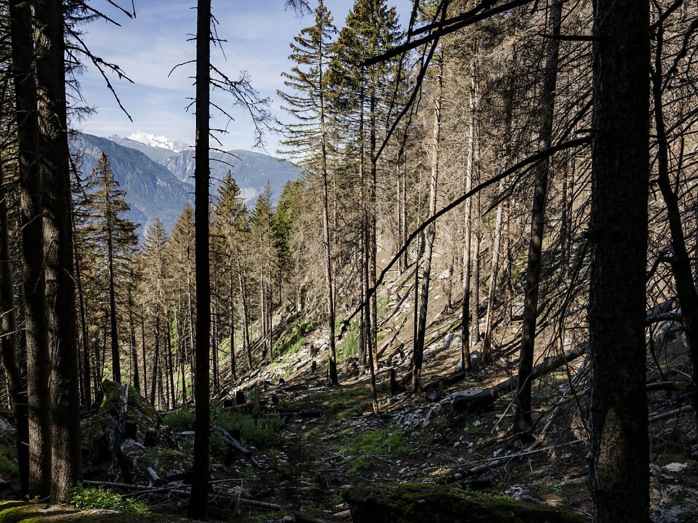 The Swiss forest has suffered greatly over the last ten years