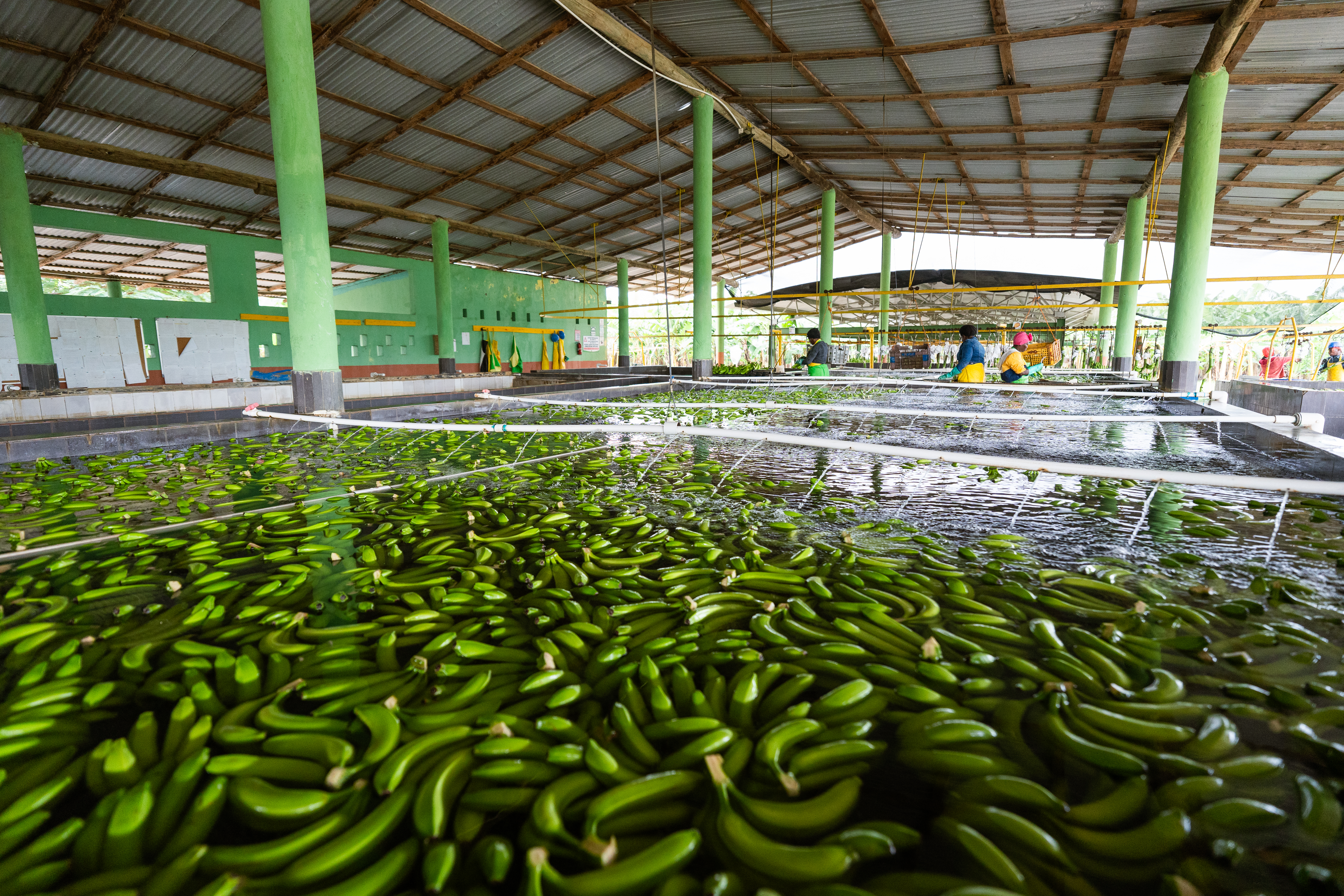 Das grosse Waschbecken der Bananen