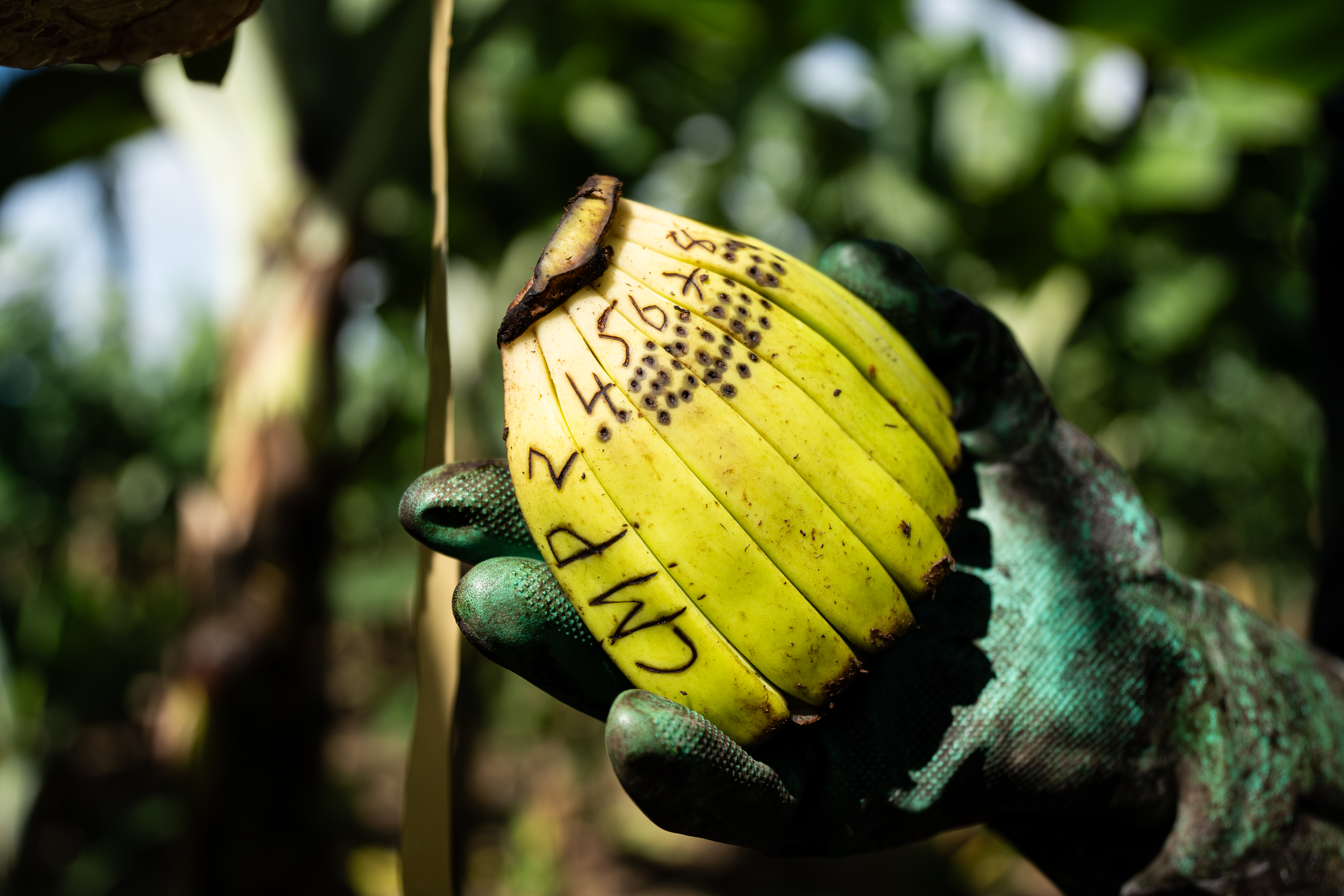 Gekennzeichnete Banane