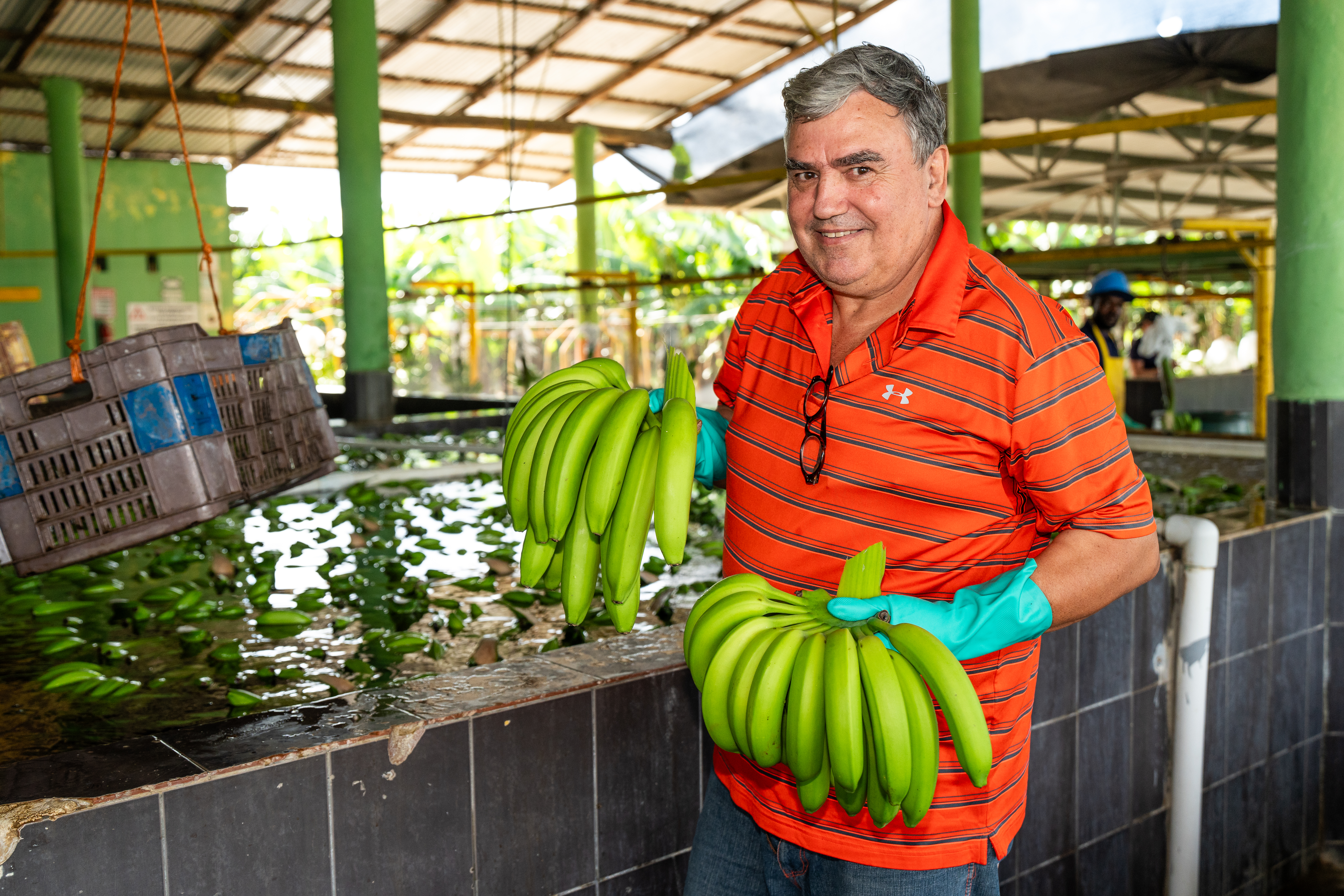 Karl Steiner mit zwei seinen Bananen