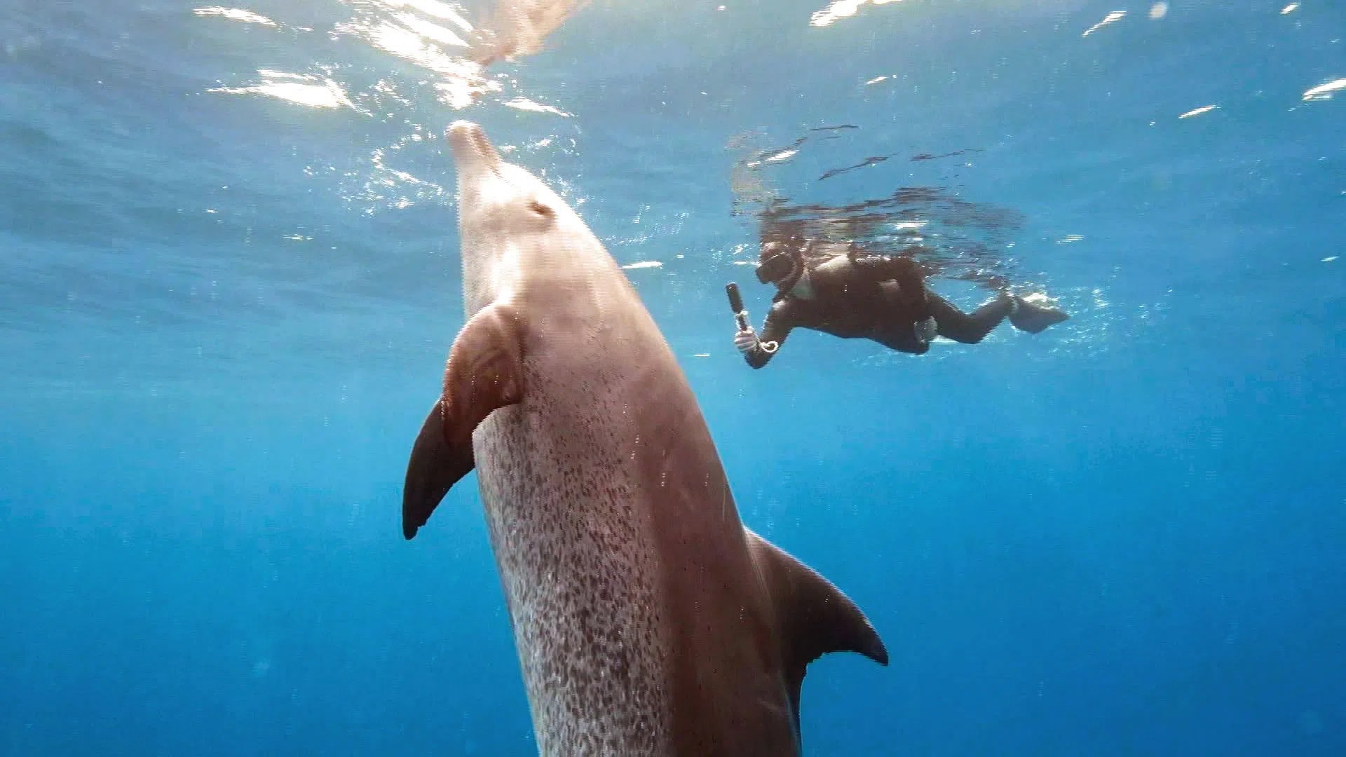 Twenty years ago, Krützen established his own dolphin research team at the University of Zurich-Irchel. The foundation of its success lies in two research stations in Shark Bay, around 800 kilometres north of Perth.