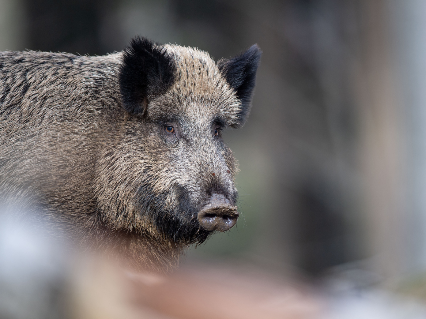 cinghiale