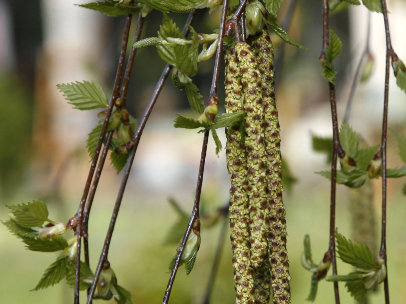 Ash and birch pollen replace hazel and alder pollen