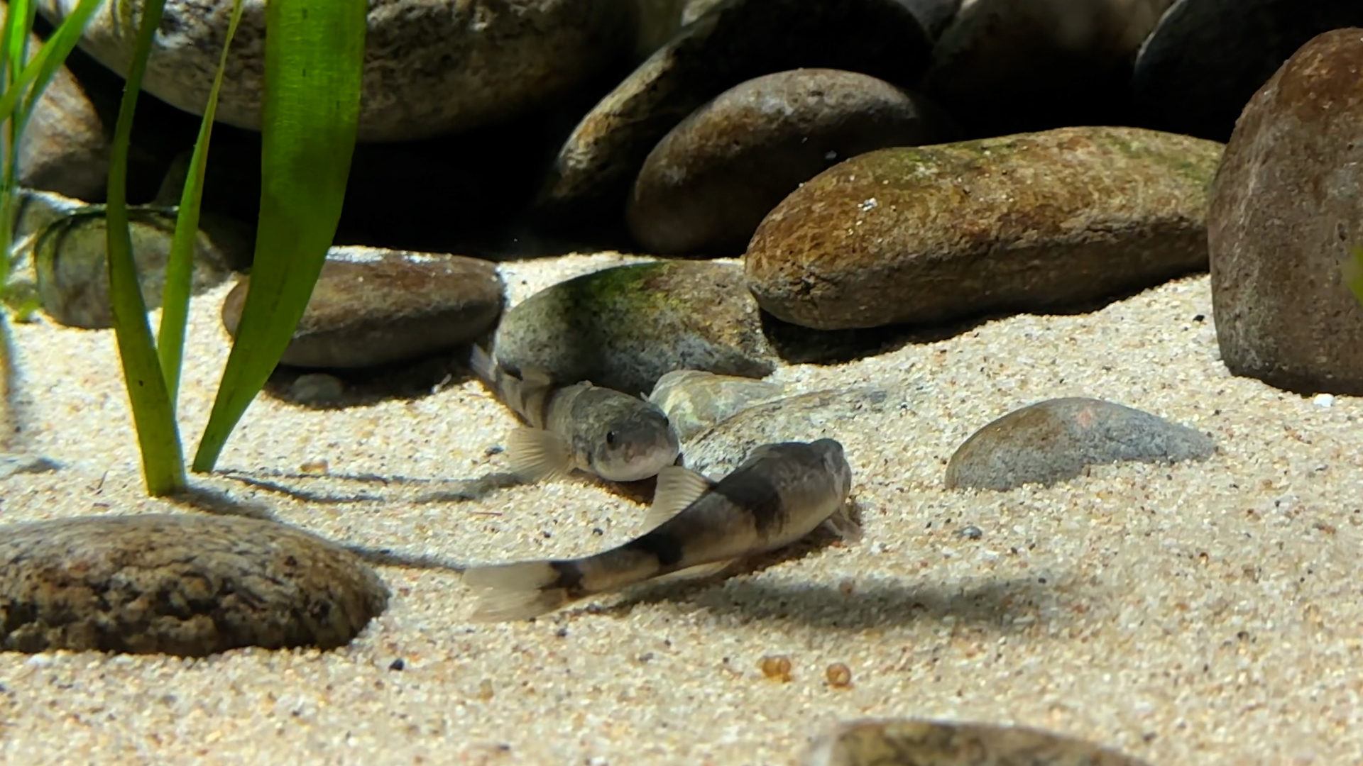 French aprons bred with Swiss: Aquatis aquarium, Lausanne