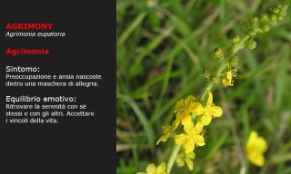 Curarsi con un fiore - SWI