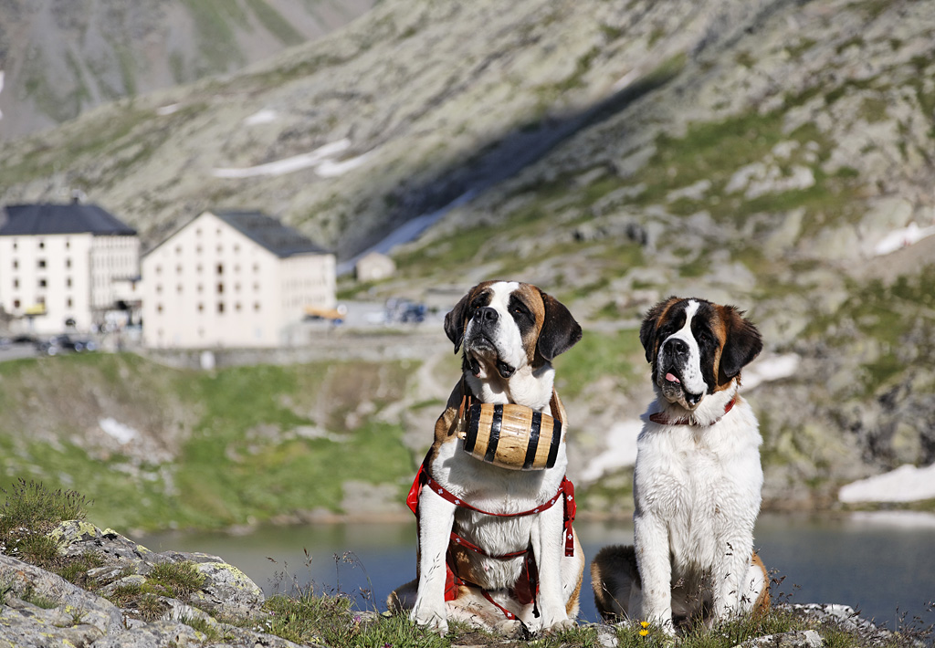 瑞士国犬 圣伯纳 Swi Swissinfo Ch