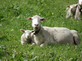 干し草の香る頃 スイスの酪農家の仕事 Swi Swissinfo Ch