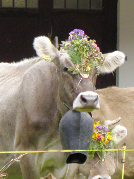 放牧された動物たちのいる日常 スイスの酪農 Swi Swissinfo Ch