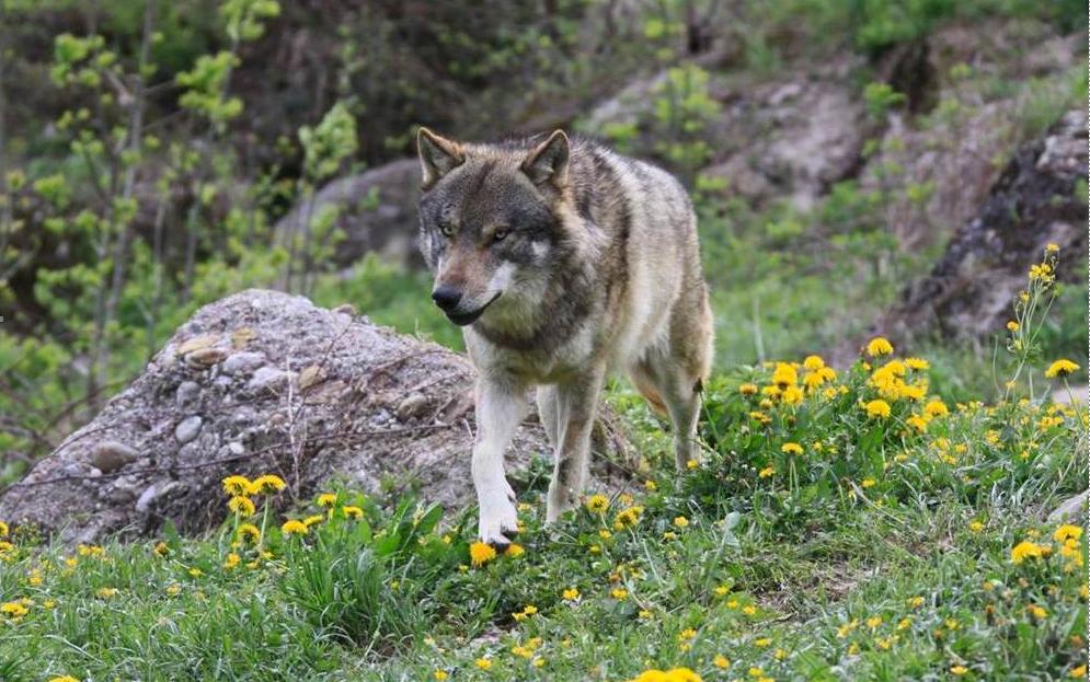 保護か駆除か オオカミをめぐる対立 Swi Swissinfo Ch