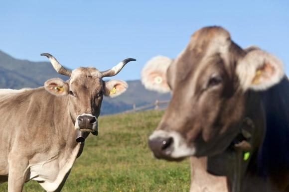 Volksabstimmung: Schweizer stimmen über Abschottung und Kuh-Hörner