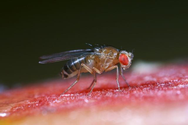 ACV tastes so good, fruit flies die for it.