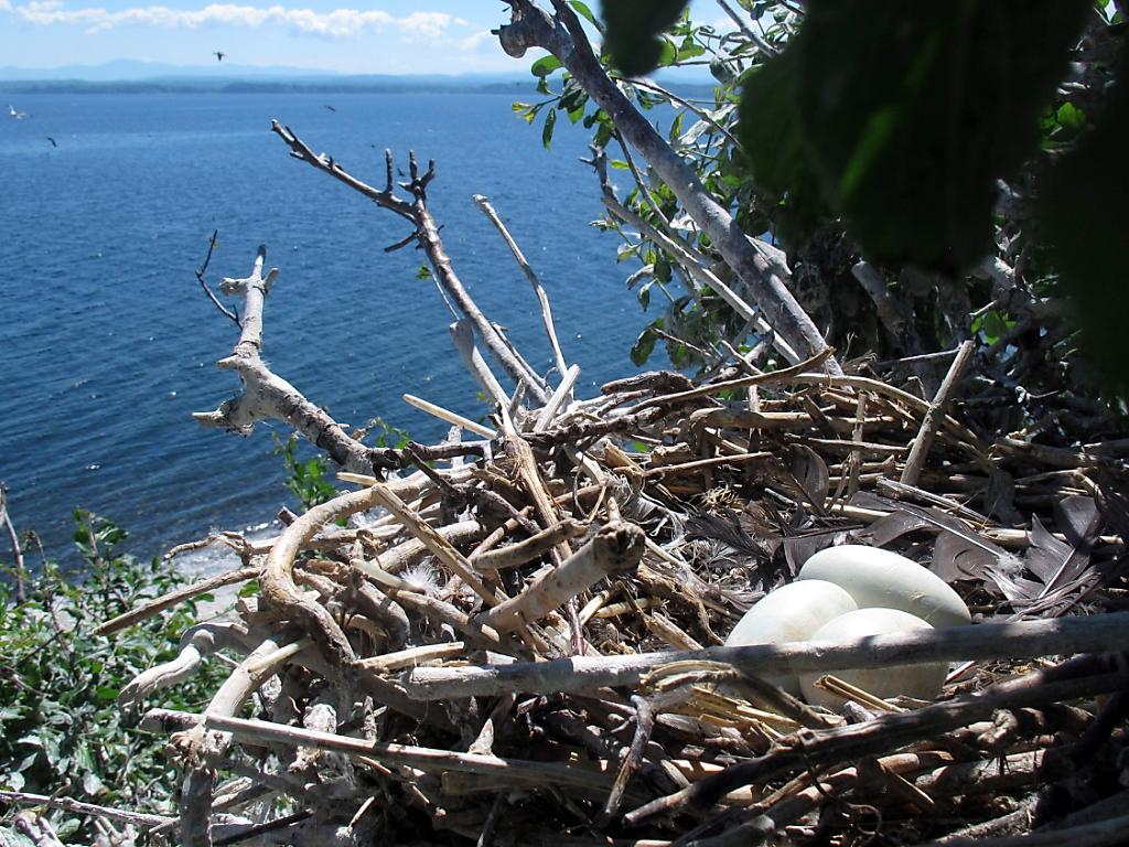 Il Fait Chaud Dehors Bebe Cet Oiseau Qui Chantent A Ses Oeufs Swi Swissinfo Ch