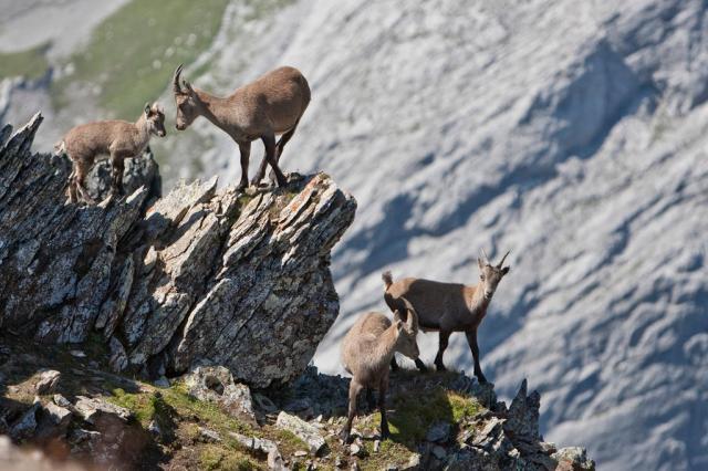 Chamois  Switzerland Wildlife Guide