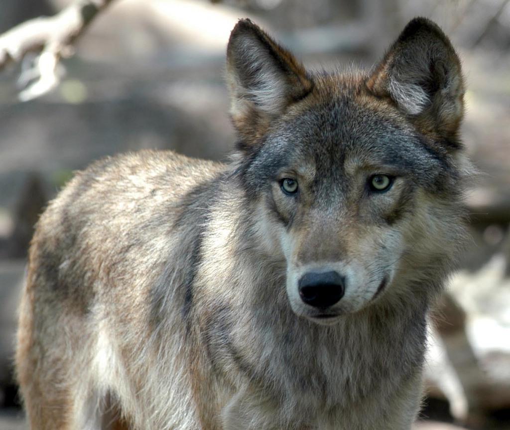 Wolves Facing Reduced Protection Status - SWI Swissinfo.ch