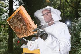 Most of world’s honey is contaminated - SWI swissinfo.ch