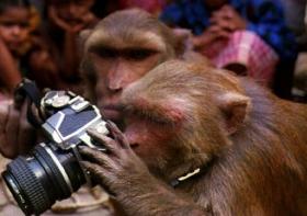 Macaco não tem direitos autorais sobre selfie, diz Justiça dos EUA