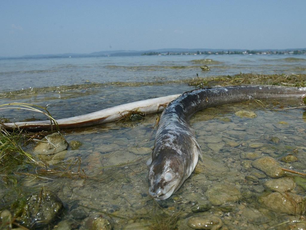 Fischereiverband Kürt Den Aal Zum Fisch Des Jahres 2018 - SWI Swissinfo.ch