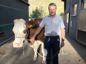 Schweizer Bauern streiten über Kuhhörner - SWI