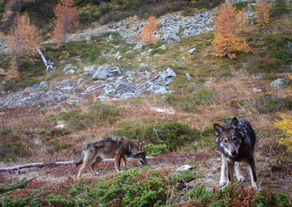 オオカミの群れほぼ倍増 スイス Swi Swissinfo Ch