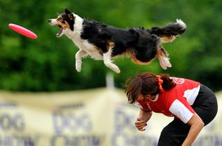 スイスで人気のある飼い犬１２種 Swi Swissinfo Ch