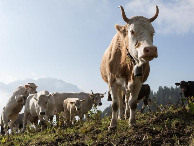 Non à l'écornage des vaches, une mutilation douloureuse aux conséquences  dramatiques