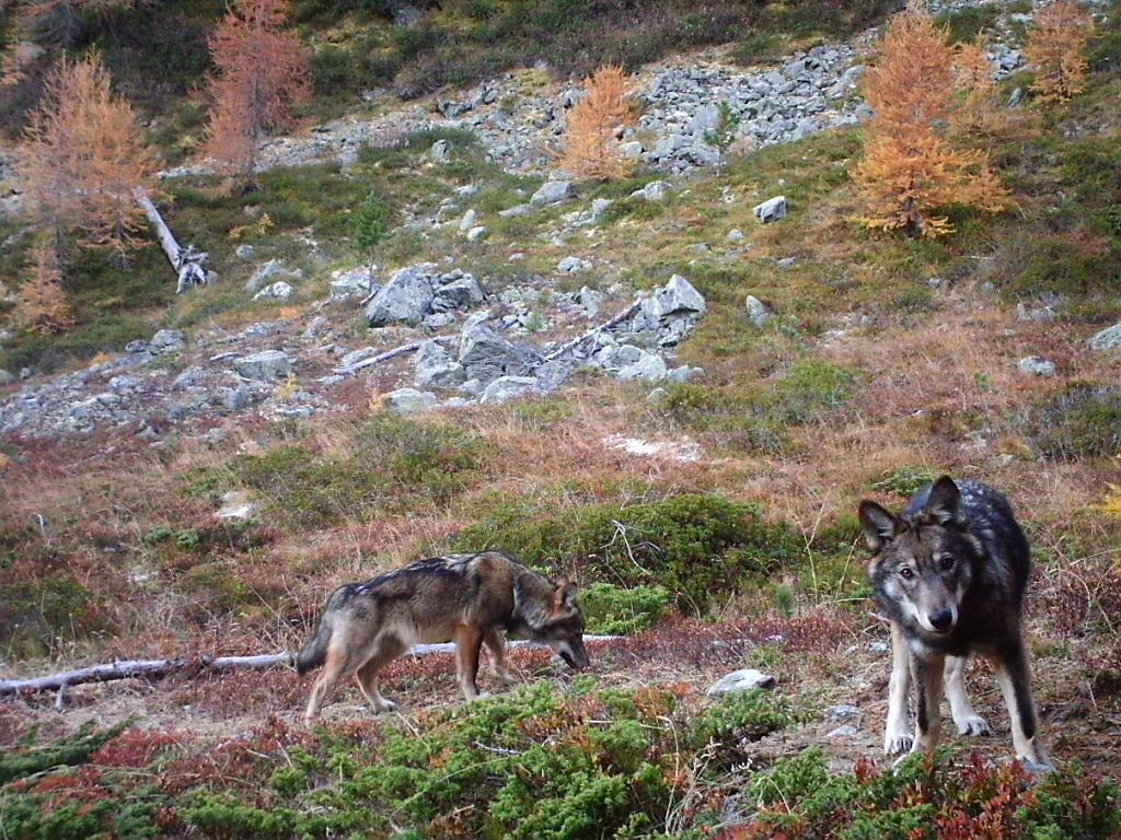 Très peu du0027hybridation entre loups et chiens dans les Alpes 