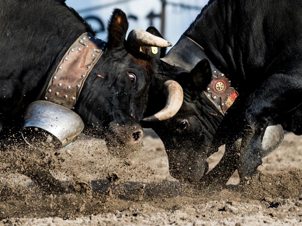 Les Vaches De La Race D Herens Luttent Pour Durer Swi Swissinfo Ch