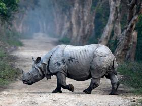 Zwolf Panzernashorner Bei Unwettern In Indien Ertrunken Swi Swissinfo Ch