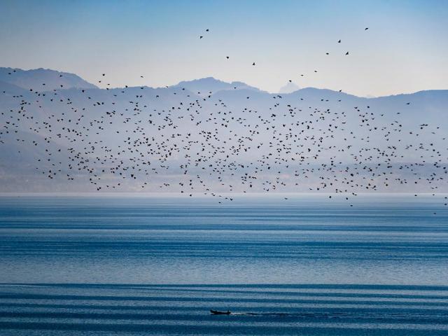 Embouteillage d'oiseaux migrateurs dans le ciel suisse