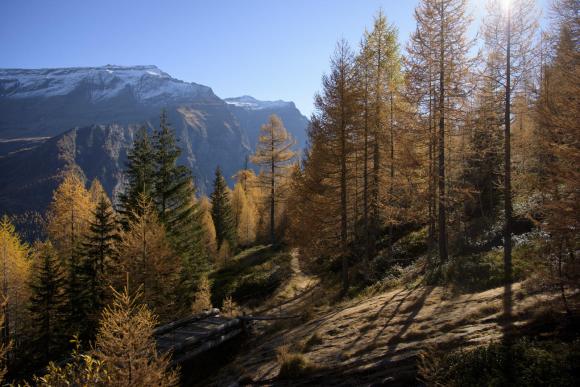 Switzerland’s tallest tree is a 58-metre European silver fir - SWI ...