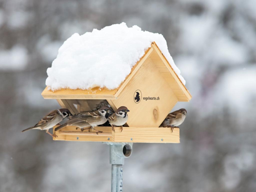 Vogelwarte Gibt Empfehlungen Zum Füttern Von Vögeln Im Winter - SWI ...