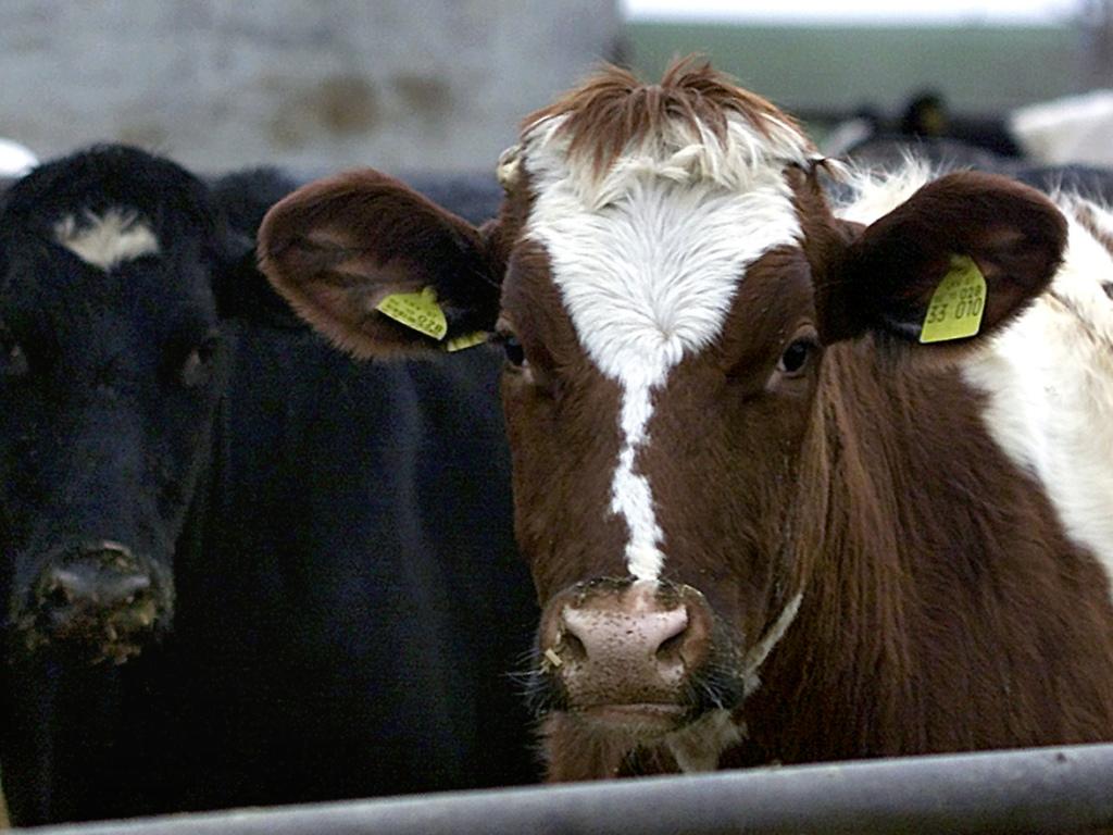 Lorigine De La Maladie De La Vache Folle Peut être Identifiée Swi Swissinfoch 