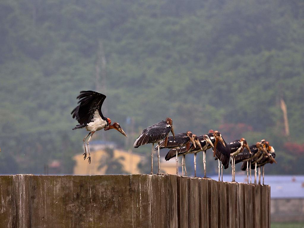 https://www.swissinfo.ch/resource/image/45469540/landscape_ratio16x9/1920/1080/eb142fa69b9b60b6fd8fb1495ca82378/EF86E13943325E999C9231EA90676B74/image_20200103phf9027.jpg