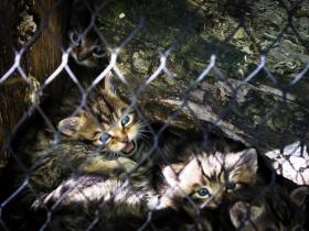 Cinq Chatons Sauvages Sont Nes Au Zoo De La Garenne Swi Swissinfo Ch