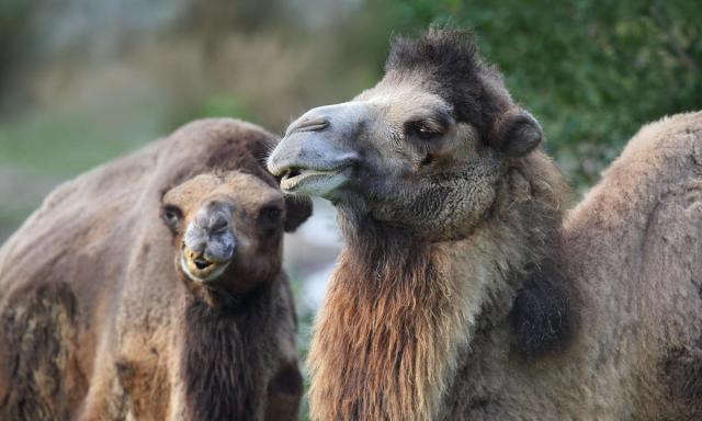 ザンクト ガレンの動物園を走るラクダ Swi Swissinfo Ch