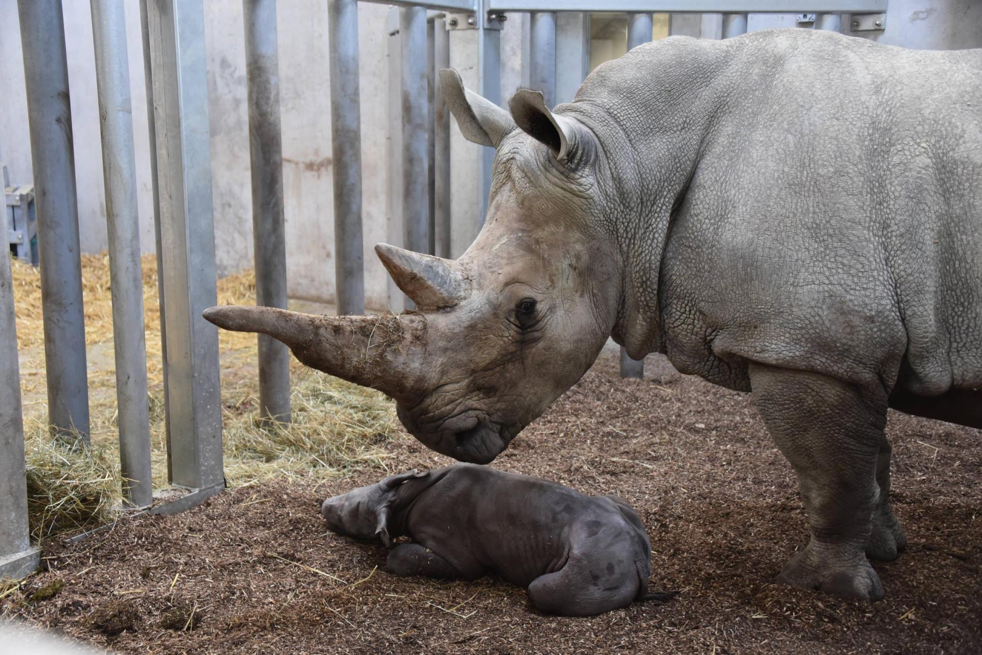 It’s a girl! First white rhino born in Zurich Zoo - SWI swissinfo.ch