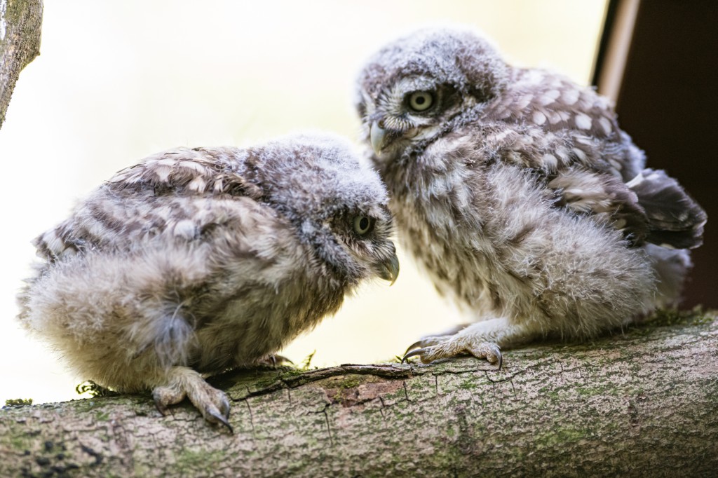 バーゼル動物園でフクロウの赤ちゃん誕生 Swi Swissinfo Ch