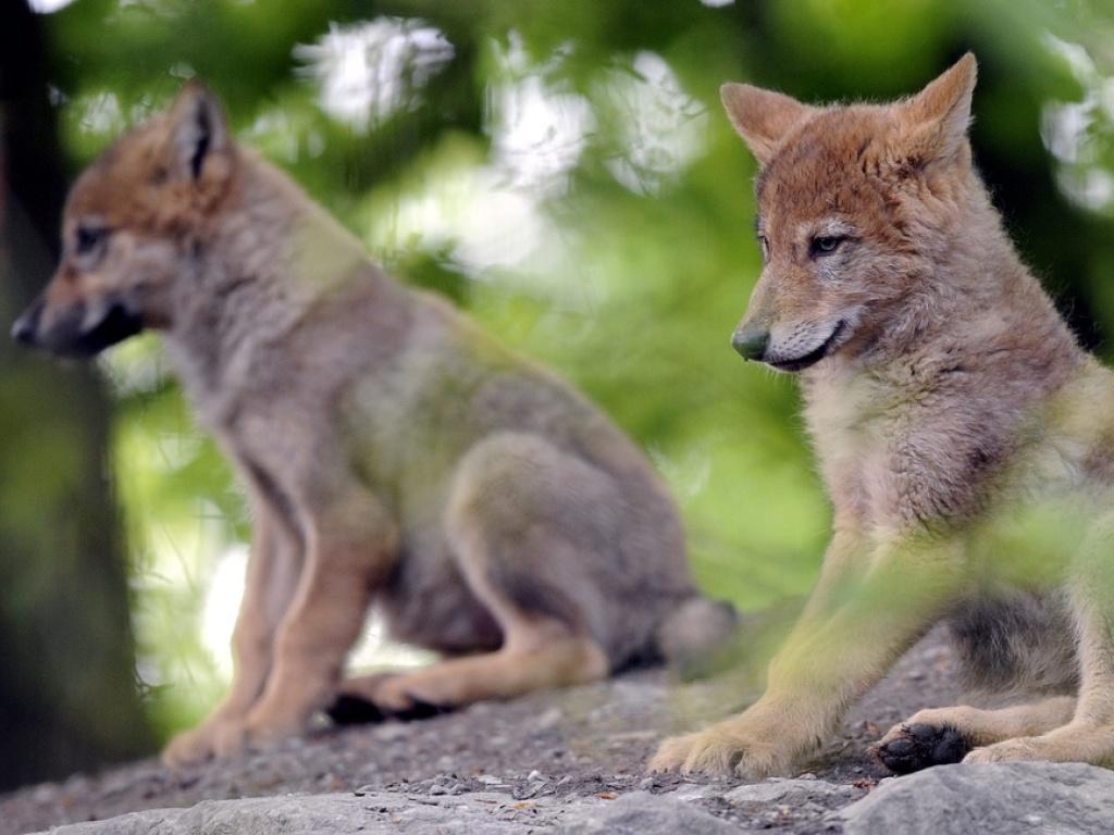 Funf Wolfswelpen Im Waadtlander Jura Geboren Swi Swissinfo Ch