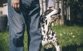 ペットはしばしば人間に生きる力を与える