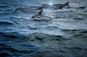 Los Delfines Vuelven Al Tajo En Lisboa En Unas Aguas Mas Limpias Por La Pandemia Swi Swissinfo Ch