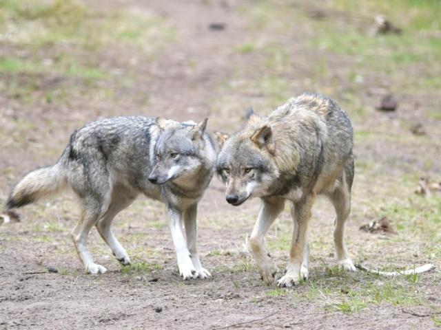 Une famille attaquée par un loup au Canada