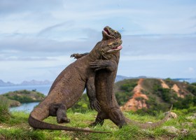 絶滅危惧種を守る新たなツール グリーンステータス Swi Swissinfo Ch