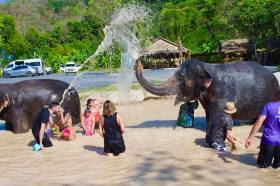 Un suizo crea un santuario de elefantes en Tailandia - SWI swissinfo.ch